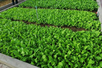 vườn rau cho các cháu ở trường MN Bông Sen